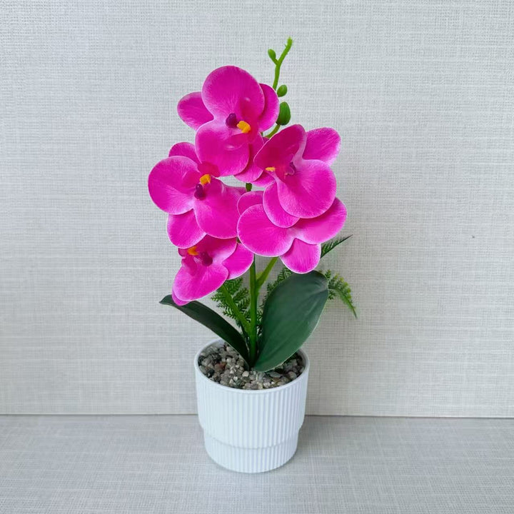 Exotic Orchid Plant Arrangement