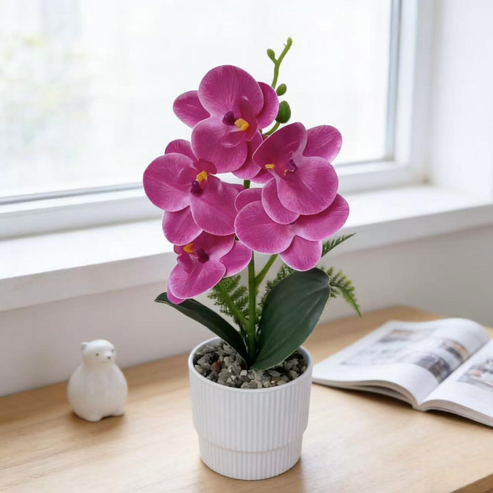 Exotic Orchid Plant Arrangement