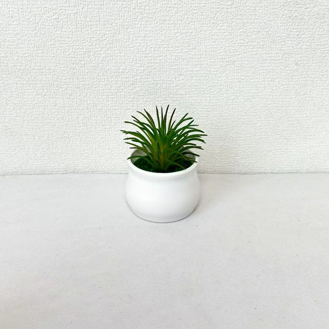 Succulent Plant in Modern Ceramic Pot