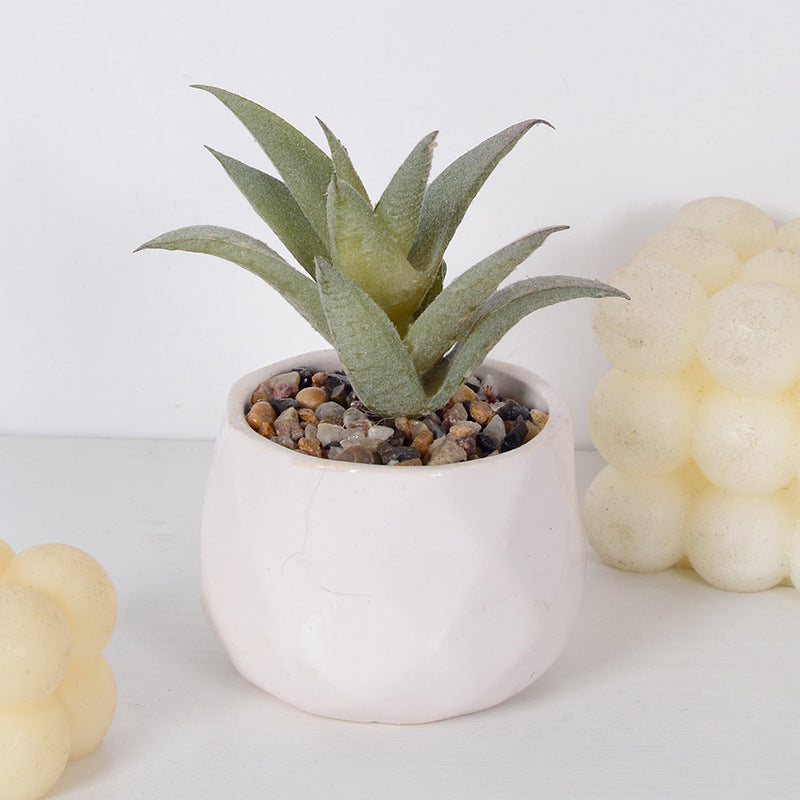 Decorative Succulent Plant Arrangement