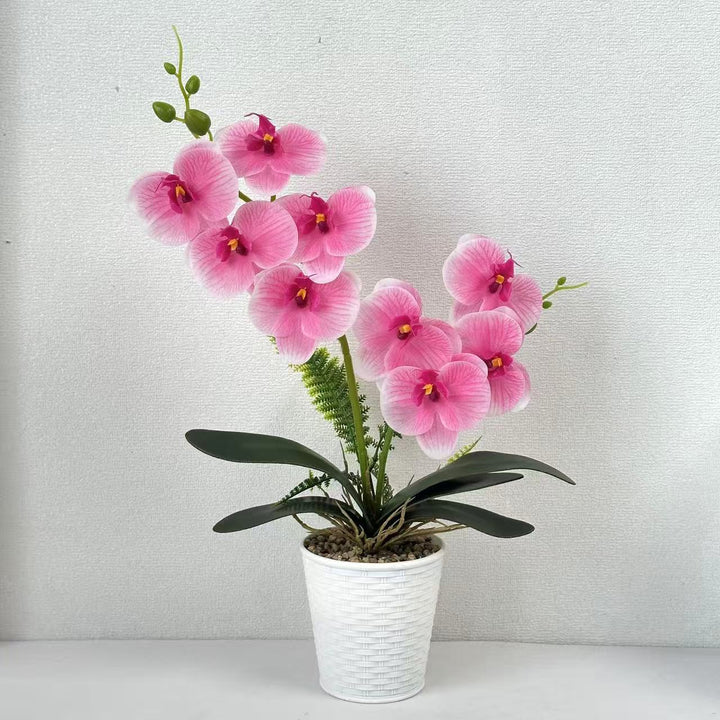 Decorative Orchid Plant for Indoor Home Decor