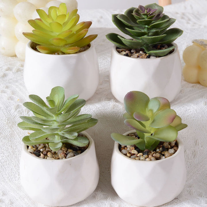 Decorative Succulent Plant Arrangement