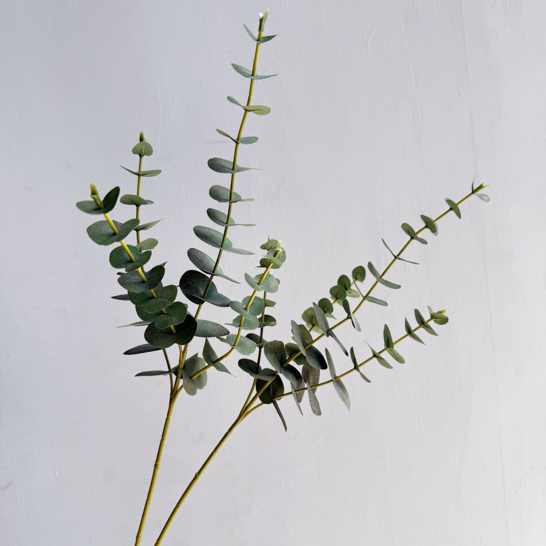 Premium Eucalyptus Stem