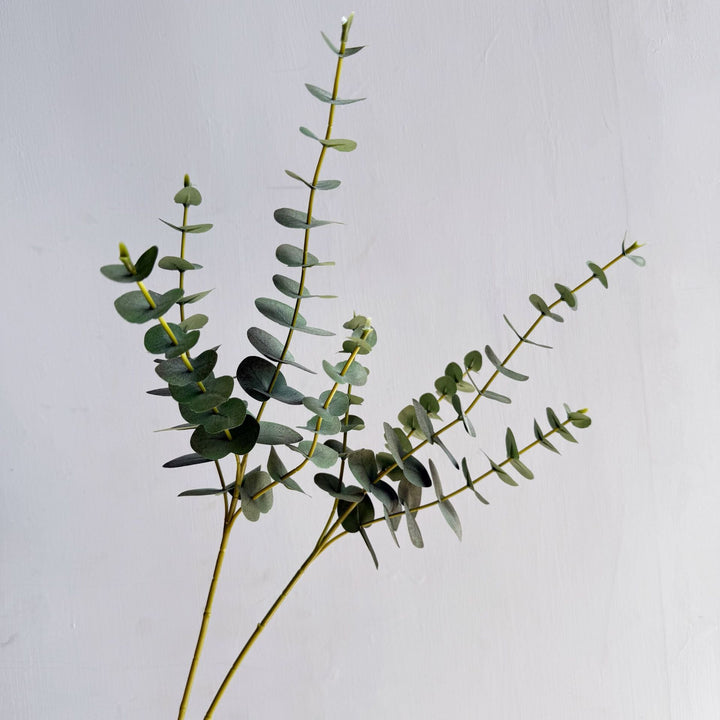 Premium Eucalyptus Stem
