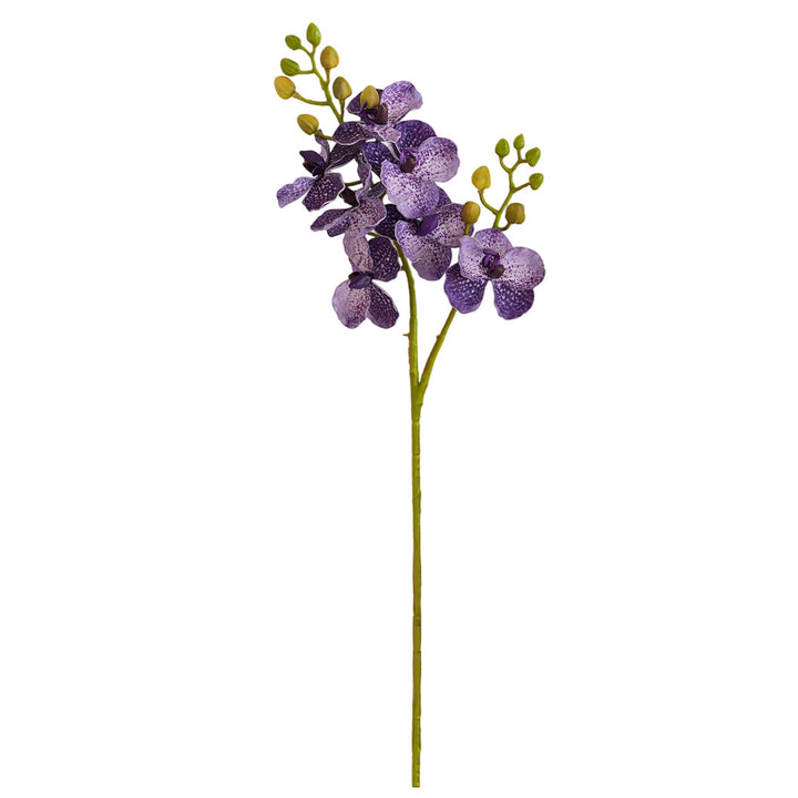 Elegant Orchid Stems Kalsten