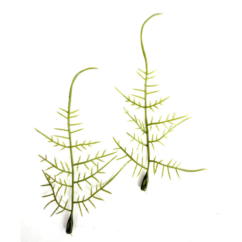 Realistic Fern Stem