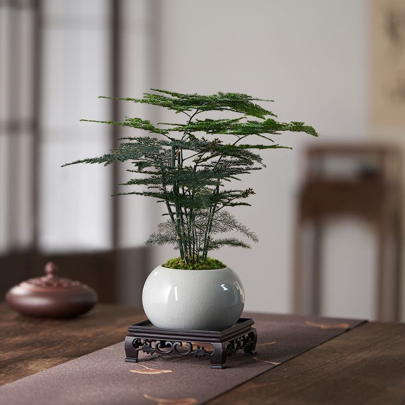 Miniature Bonsai Plant Decoration