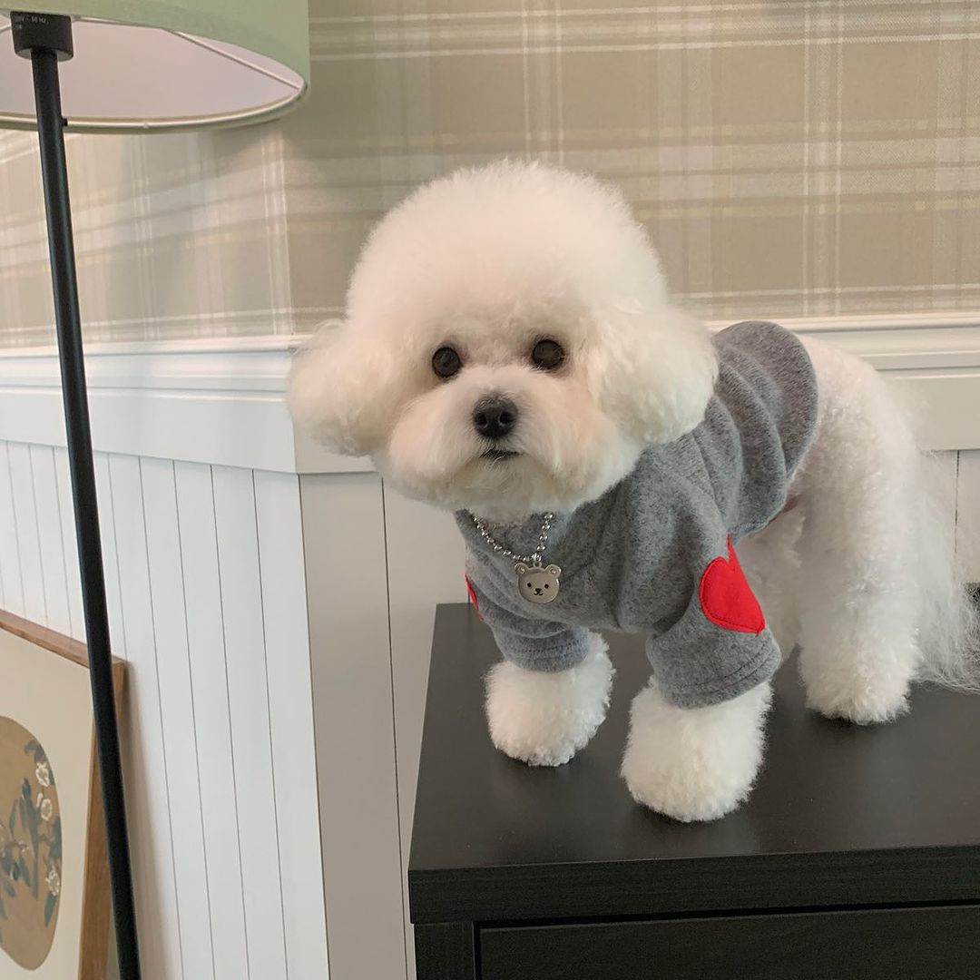 Small Dog Lightweight Cotton-Blend Crewneck Sweater with Red Heart Side Appliqués