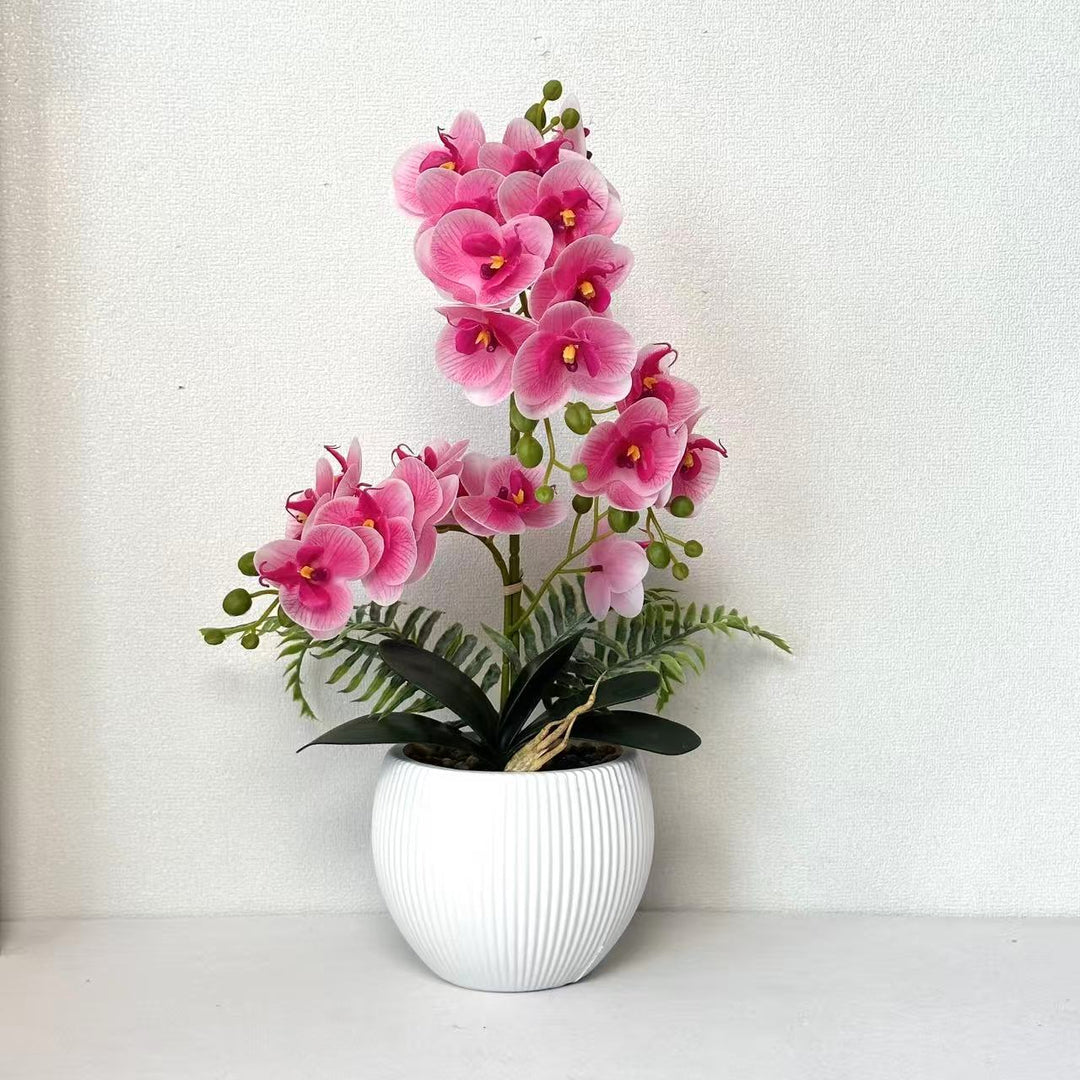 Decorative Orchid Plant for Decorative Home Display