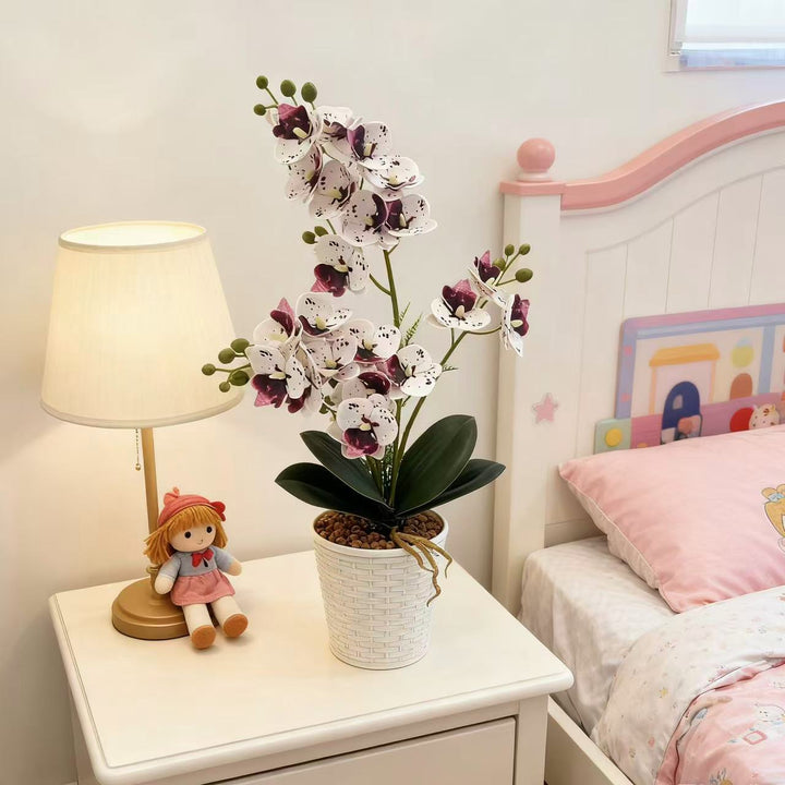 Elegant Decorative Orchid Plant Arrangement for Home Display
