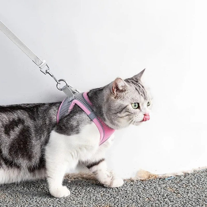 Adventurous Cat Harness with Leash – Adjustable and Reflective | Kalsten