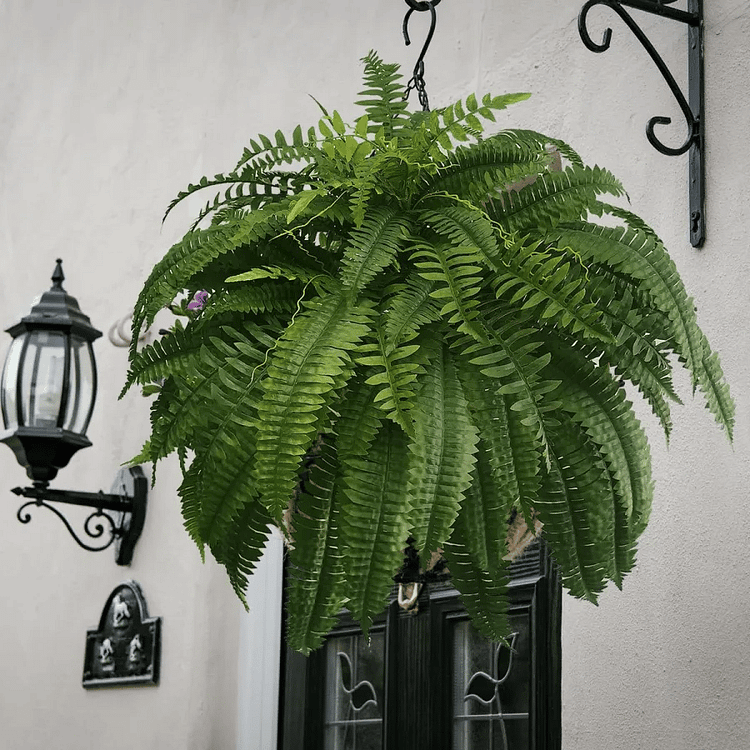 Kalsten | EverGreen Boston Fern – Artificial Plant with UV Protection and Weather Resistant Design