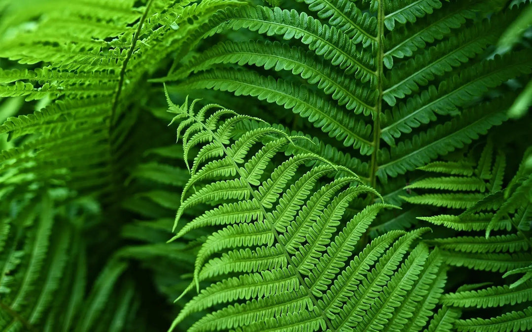 Kalsten | EverGreen Boston Fern – Artificial Plant with UV Protection and Weather Resistant Design