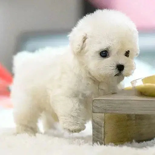 Kalsten | PuppyJoy Realistic Dog | Brings comfort and joy to your home