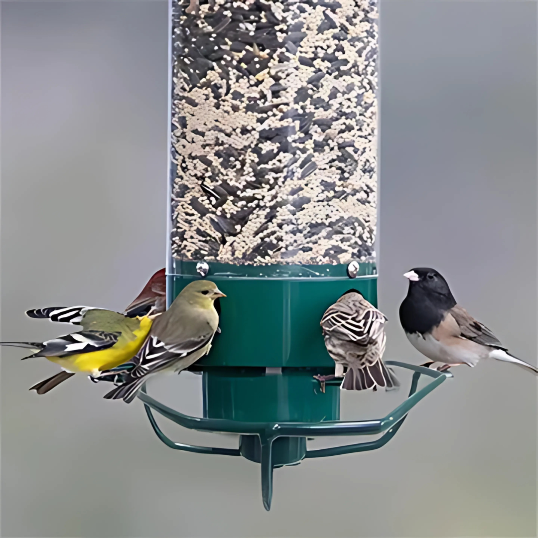 Kalsten | Bird Feeder | Squirrel-Proof Hanging Seed Feeder Outdoor