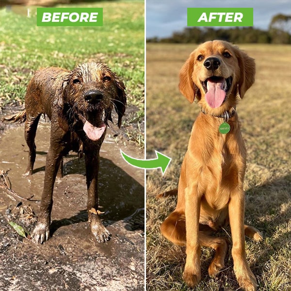 Dogjet Pro™ - Effortlessly wash your dog in record time! Noxord