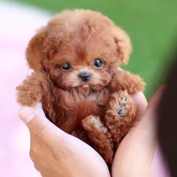 Kalsten | FurMotion Friend – Lifelike Plush Dog for Kids & Collectors