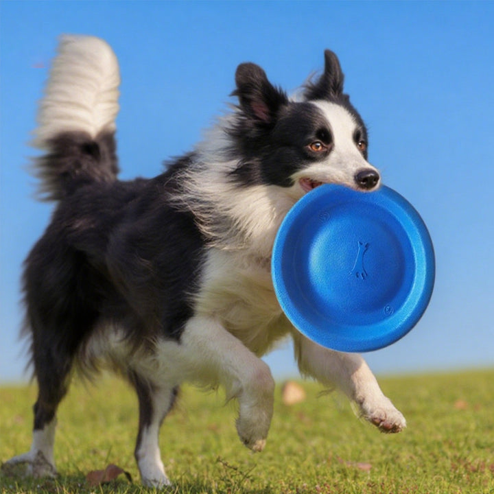 EVA Training Frisbee for Dogs, soft, bite-resistant