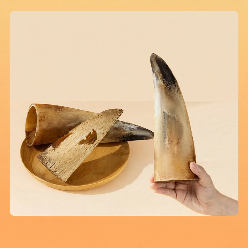 Kaustab with meat and beef bones for dogs