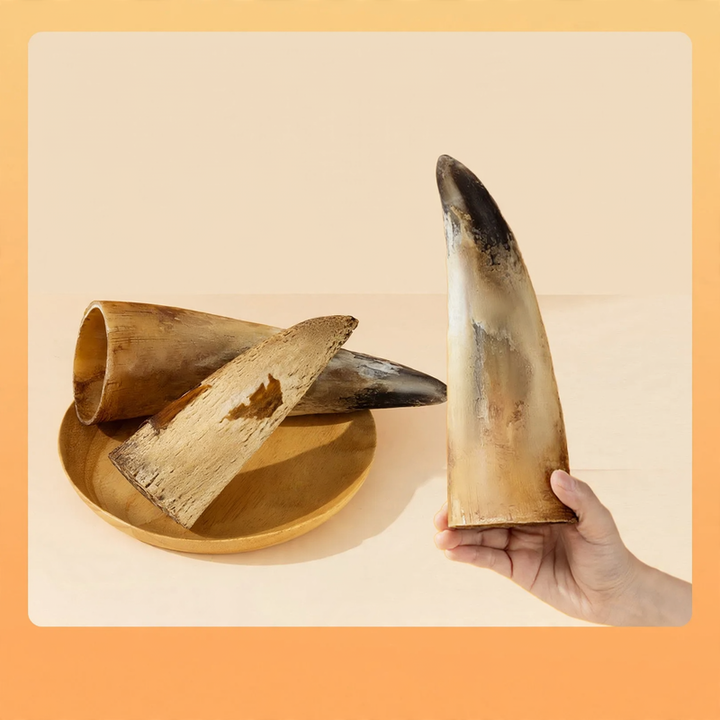 Kaustab with meat and beef bones for dogs