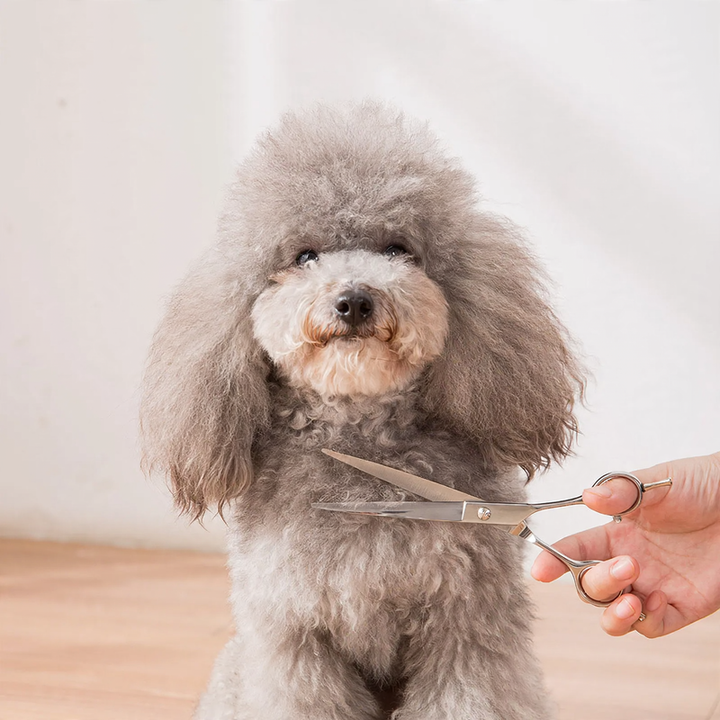 Stainless steel shear set for dog grooming