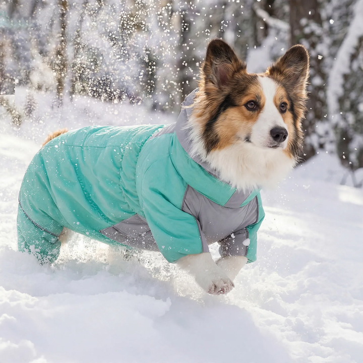 Padded winter jacket for dogs