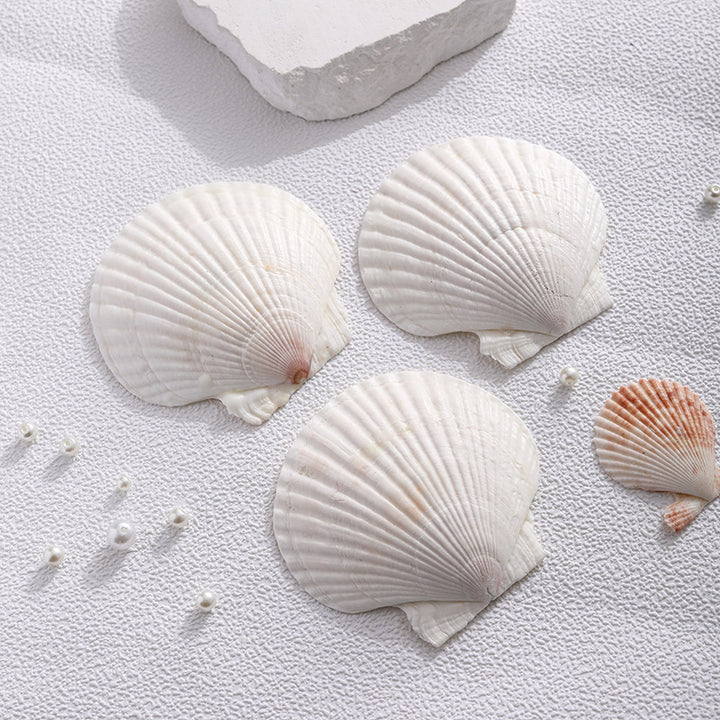 Scented candle soy wax, shell shape, handmade