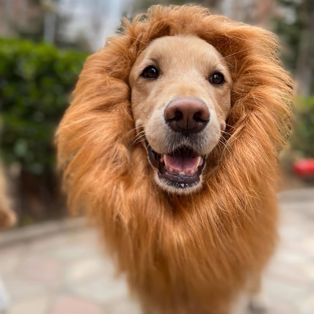 Dog Lion Mane Halloween Costume Lightweight Adjustable Noxord