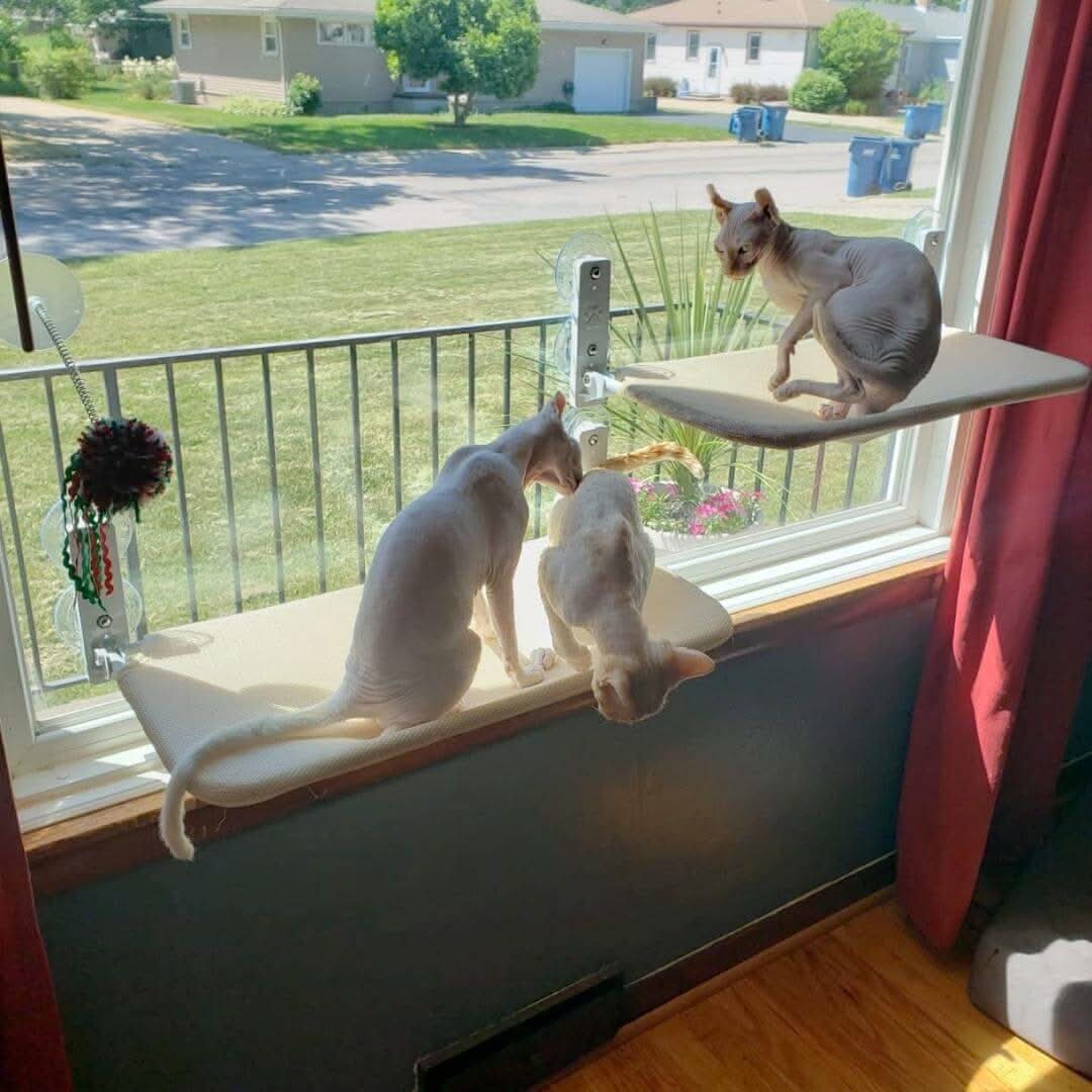 Kalsten | PAWPERCH – Foldable Window Hammock for Cats with View & Comfort