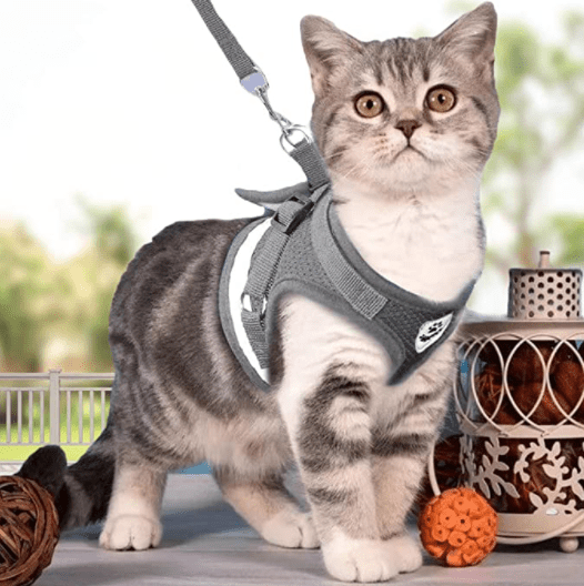 Kalsten | ADVENTURE HARNESS – Escape-proof cat harness with leash & reflective elements