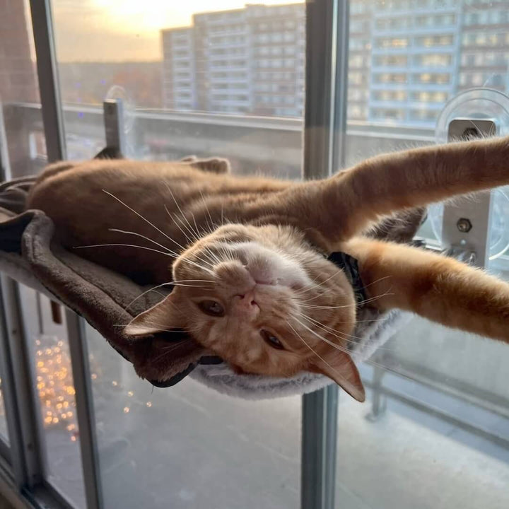 Kalsten | PAWPERCH – Foldable Cat Hammock with Wall-Friendly Mount | No-Drill Window Seat