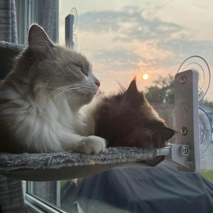 Kalsten | PAWPERCH – Foldable Cat Hammock with Wall-Friendly Mount | No-Drill Window Seat